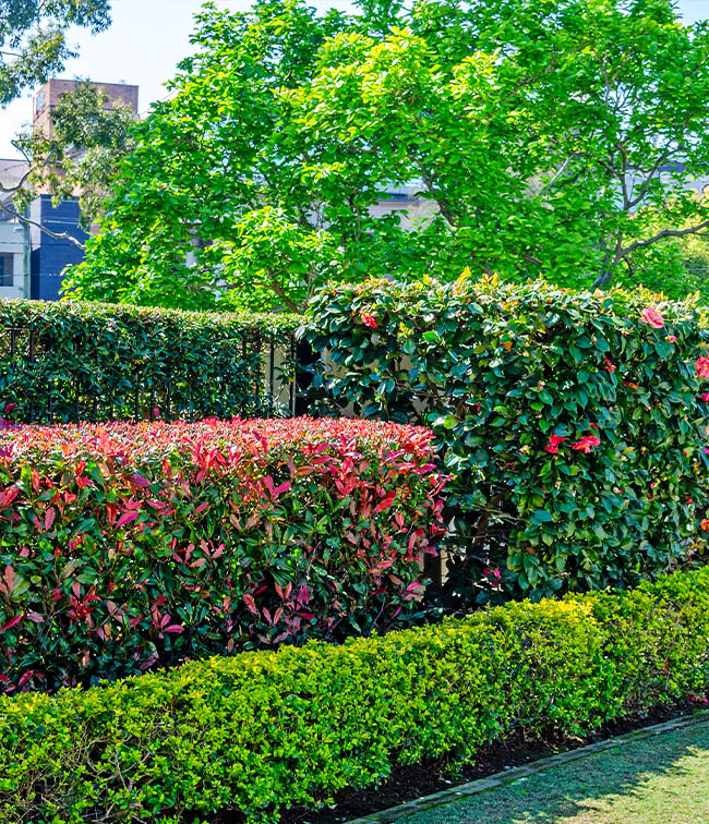 Sydney Australia Temple - Hedges