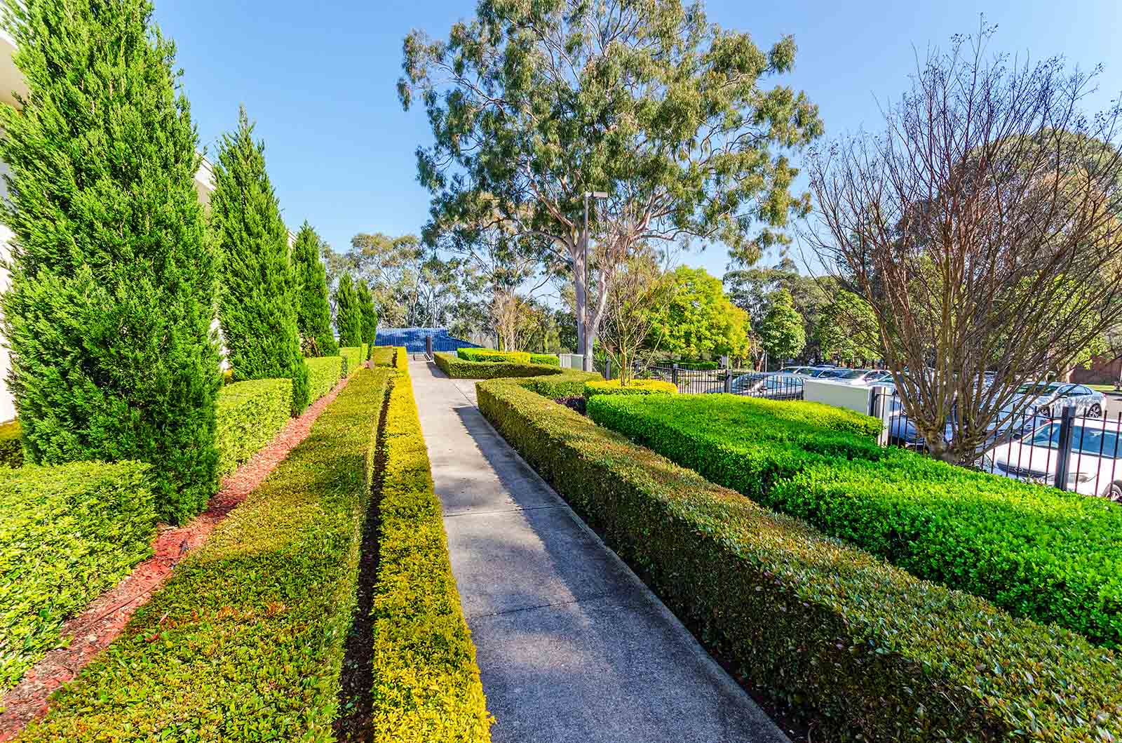 Sydney Australia Temple - Walkway and Hedges