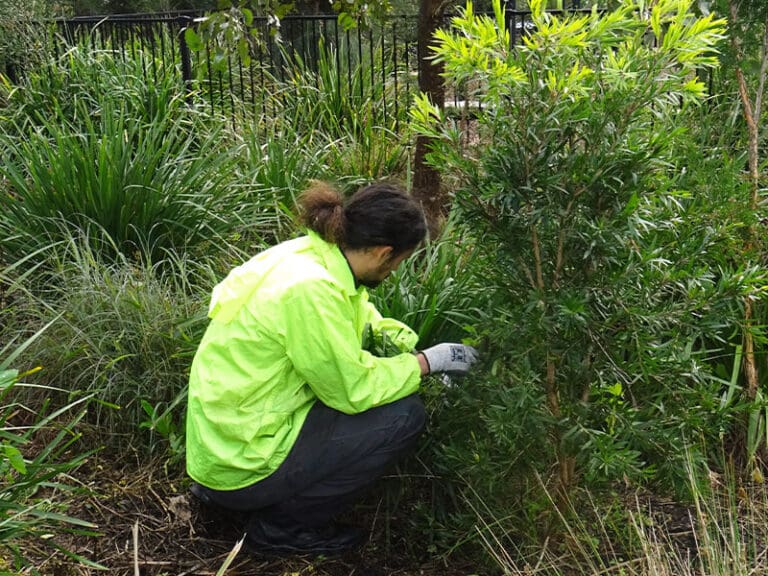 Bush Regeneration Team Member Clearing Weeds