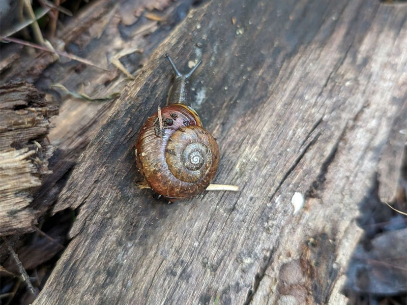 Cumberland Land Snail