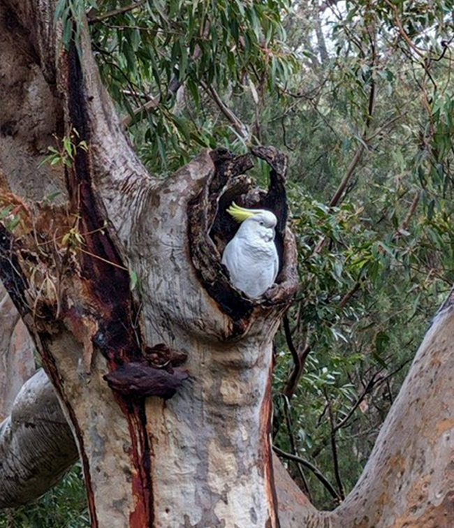 Ecology - Fauna Monitoring