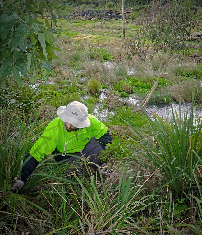 Ecology - Weed Removal in Riparian