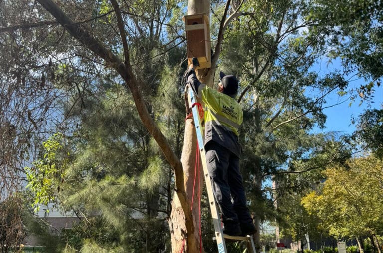 Macquarie University Nesting Boxes - Header