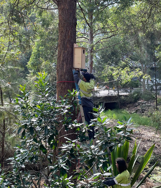 Macquarie University Nesting Boxes Installation Underway Nesting Box Installation
