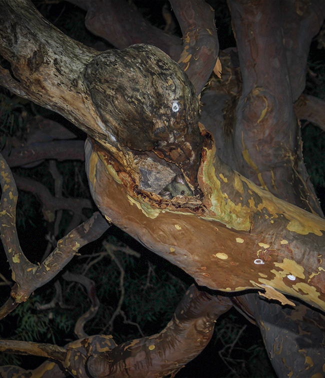 Macquarie University Nesting Boxes - Nocturnal Fauna in Hollow