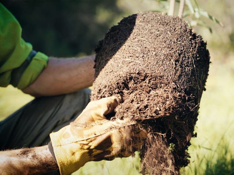 Planting a koala food tree