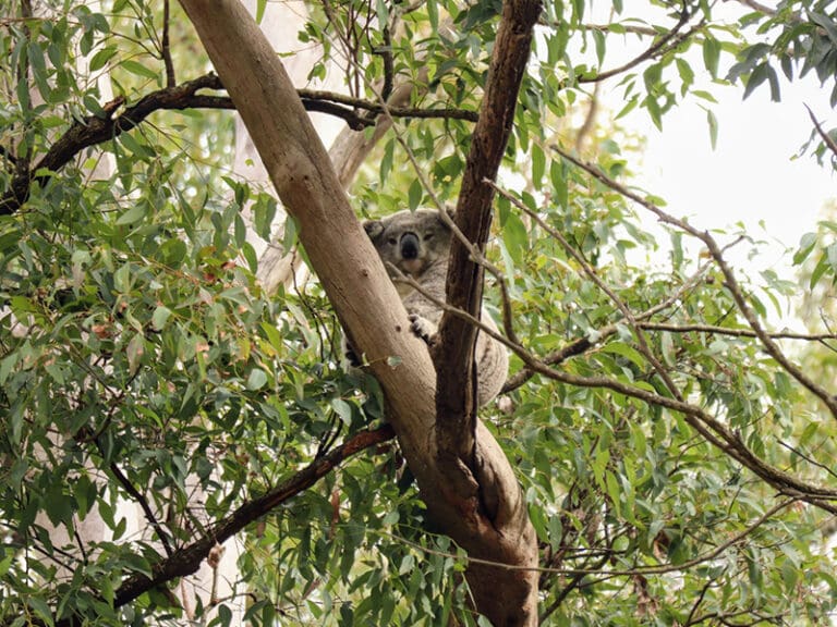 Saving Koala Habitat in NSW - Body Image