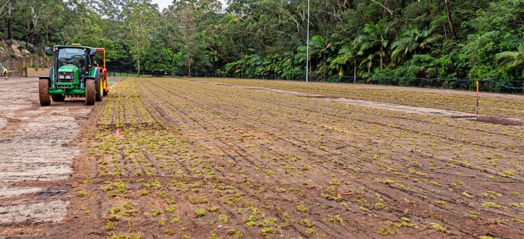 Turf Sprigging