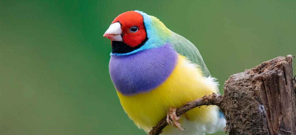 Threatened Species - Header Image