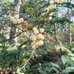 Threatened Species_Sunshine Wattle