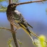 Threatened Species_Regent Honeyeater