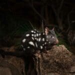 Threatened Species_Eastern Quoll