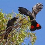 Threatened Species_Red-Tailed Black Cockatoo