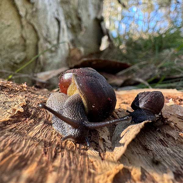 Threatened Species_Cumberland Plain Land Snail