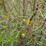 Threatened Species_Nodding Geebung