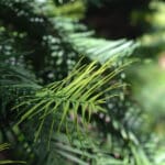 Threatened Species_Wollemi Pine