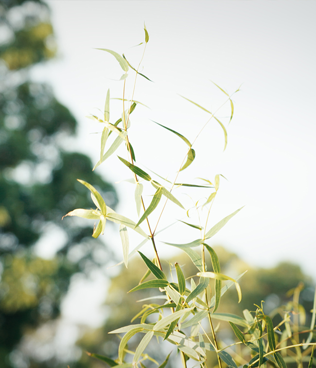Koala Habitat Revegetation - Eucalyptus