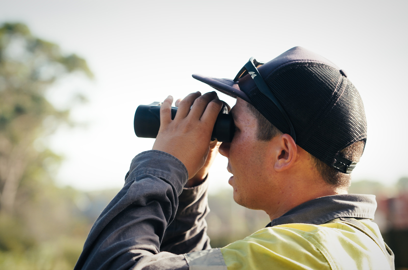 Koala Habitat Revegetation - Fauna Monitoring