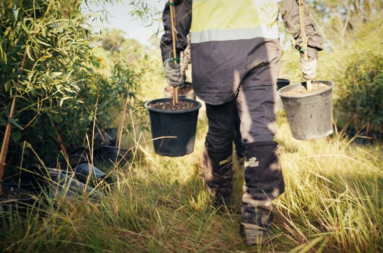 Koala Tree Planting - Header