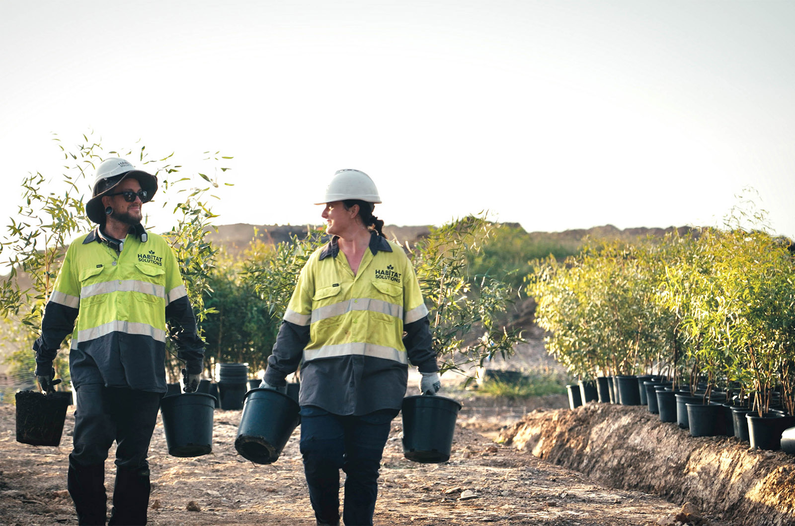 Koala Habitat Revegetation - Planting Location