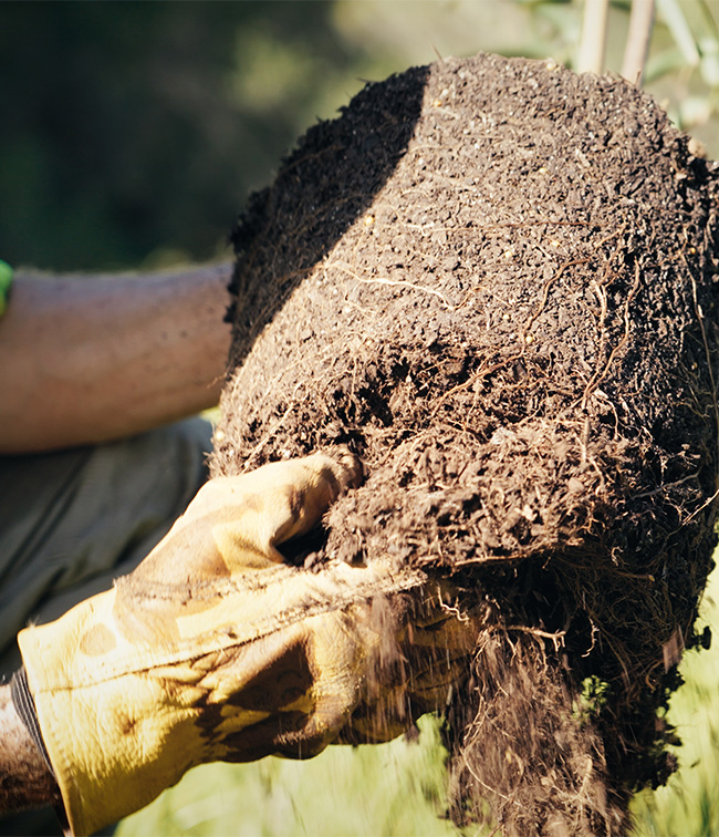 Koala Habitat Revegetation - Planting Preparation