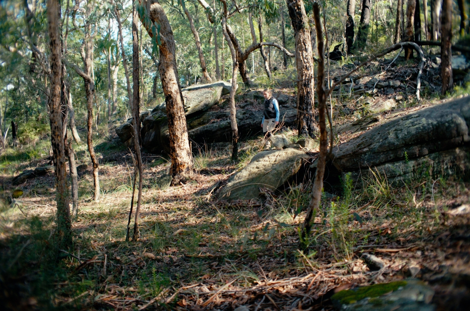 image of paris on site with surrounding bushland including trees and rock formations