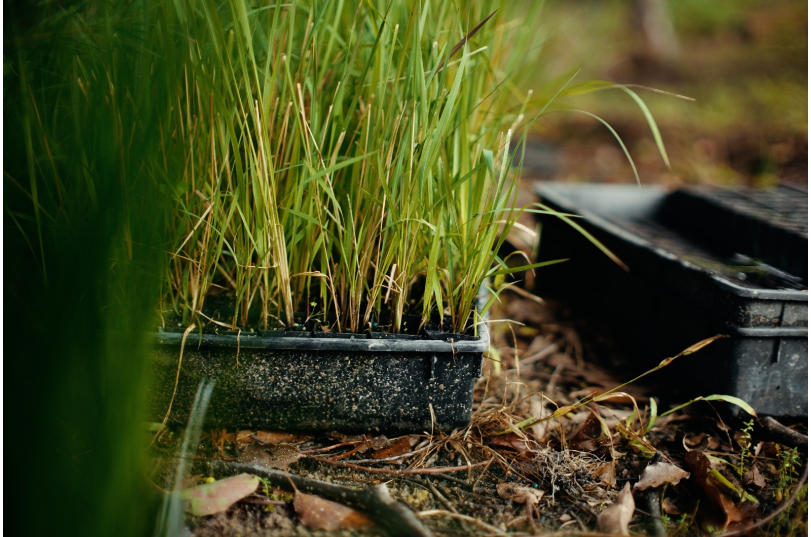 close up of planting box with native veg