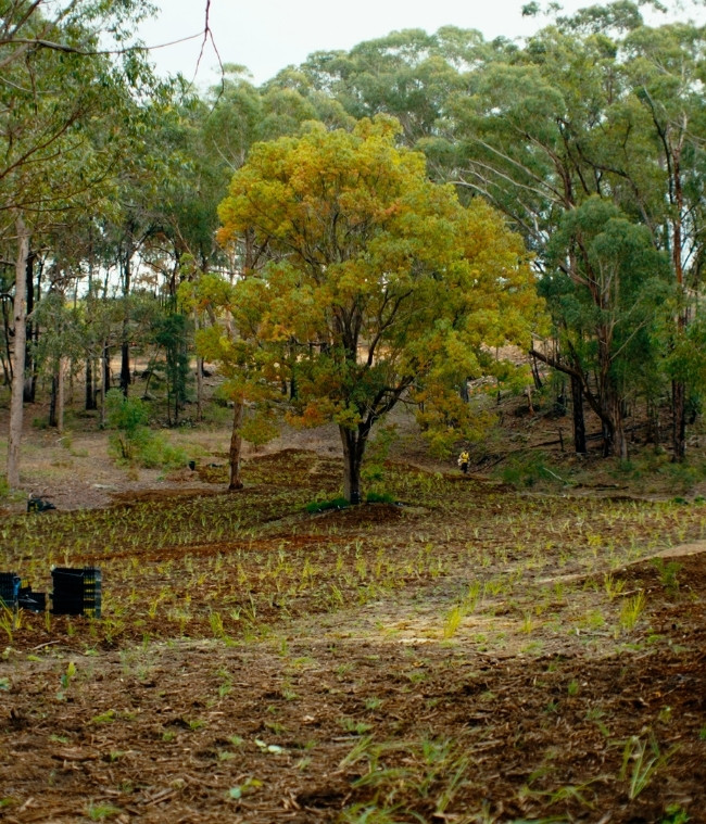 image of tree with surrounding plantings made on site at kenthurst