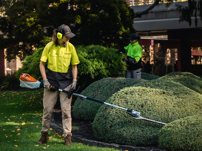 image of staff engaged in hedging over an area with multiple green low hedges with another staff in the background pruning.